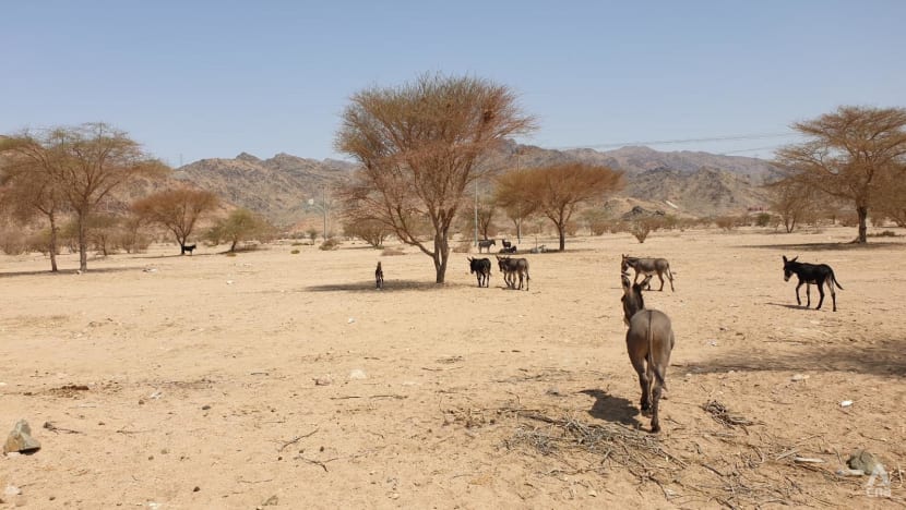 Jemaah haji ilegal asal Madura tewas di gurun Saudi, ditemukan oleh drone polisi