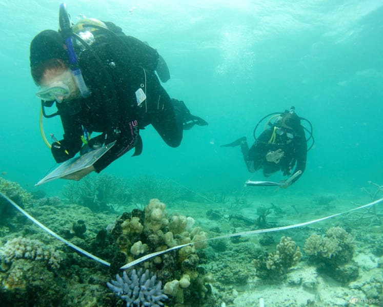 Australia pledges US$704 million to save Great Barrier Reef