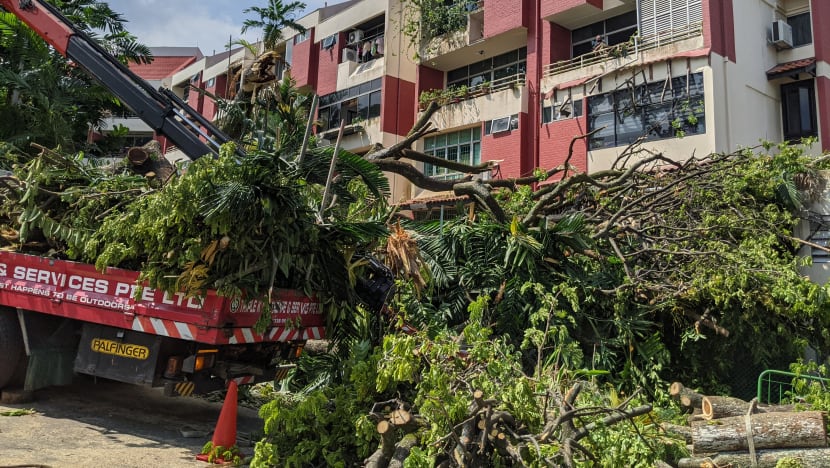 Large tree falls at Toh Yi condo; no injuries but residents' homes and cars damaged