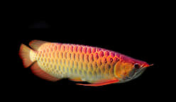 $1,500 அரோவானா மீன்... காரில் 4 மணி நேரம் - மீன் மாண்டது, விநியோக ஓட்டுநருக்கு அபராதம்