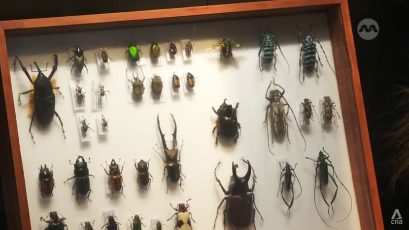 Singapore’s only natural history museum plans expansion as it marks 10th anniversary Singapore’s only natural history museum plans expansion as it marks 10th anniversary