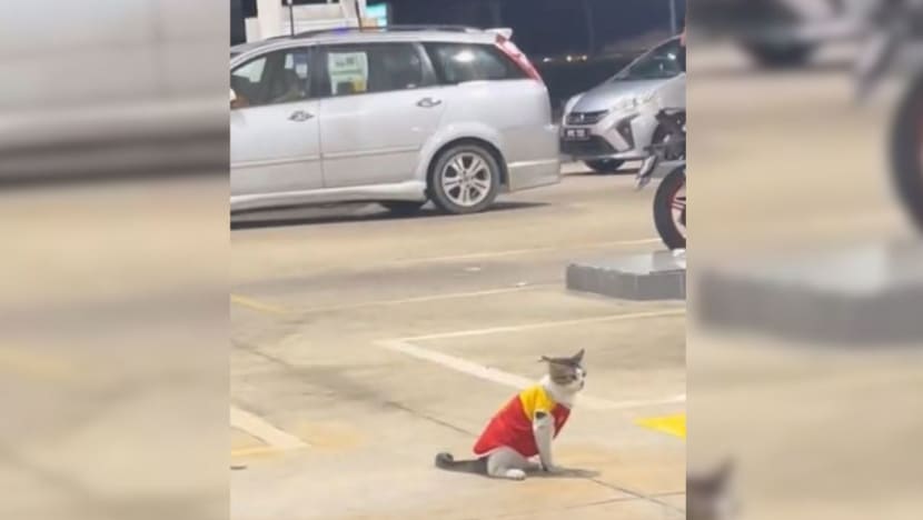 Gambar Pilihan Hari Ini