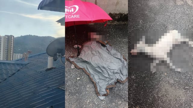 受困17楼公寓屋顶长达九天 马国流浪狗失足坠楼死亡