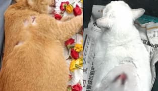 Man who tortured, stabbed multiple cats gets 31 months' jail in record sentence for animal abuse