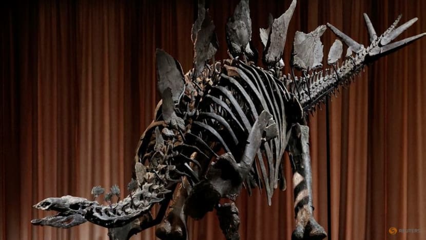 New York museum unveils 'Apex' - an almost complete Stegosaurus New York museum unveils 'Apex' - an almost complete Stegosaurus