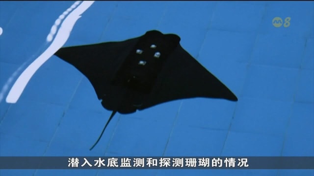 为加强珊瑚保育 中国科学家研发仿生蝠鲼潜水器