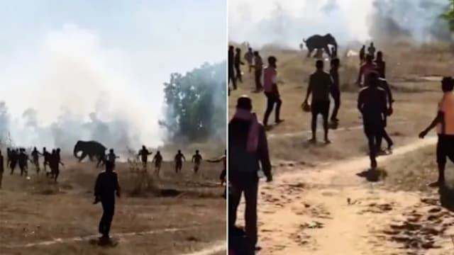 印度野象9天致22人丧命 村民被迫夜宿屋顶