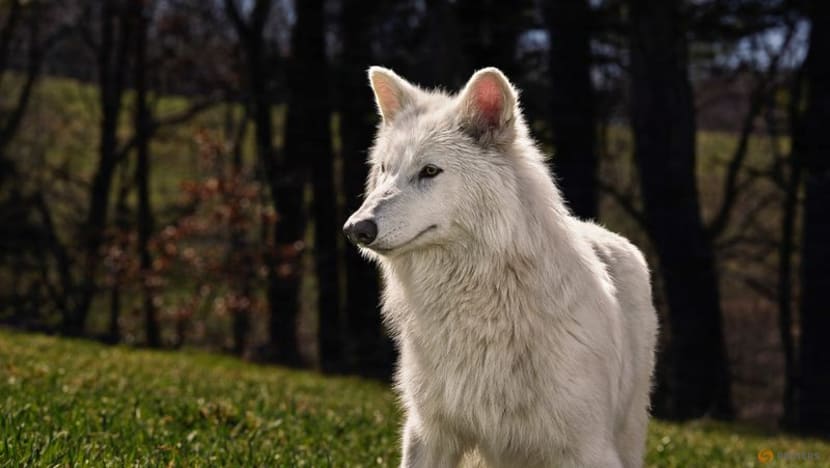 Commentary: ‘De-extinct’ dire wolves hide humanity’s destruction of nature