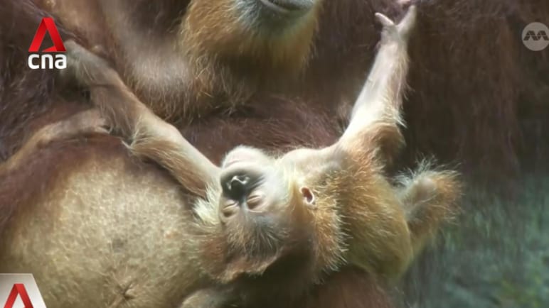 Singapore Zoo welcomes baby orangutan born via artificial insemination 