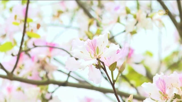 越南奠边省羊蹄甲花盛开 春意盎然