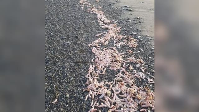 阿根廷海滩惊现大量“阴茎鱼” 渔民蜂拥捕捉