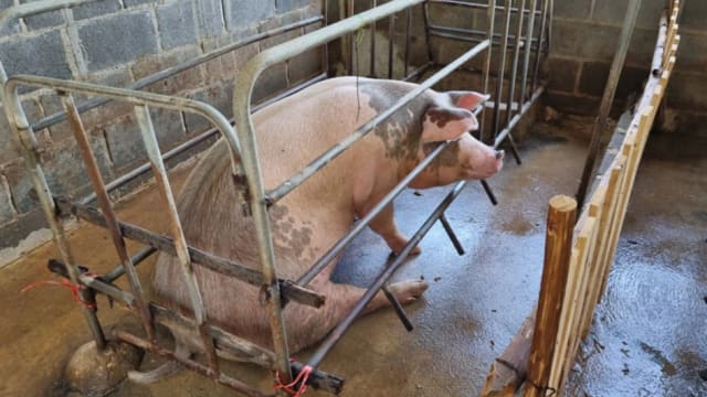 泰国男子半夜闯入猪圈 强奸已怀孕母猪
