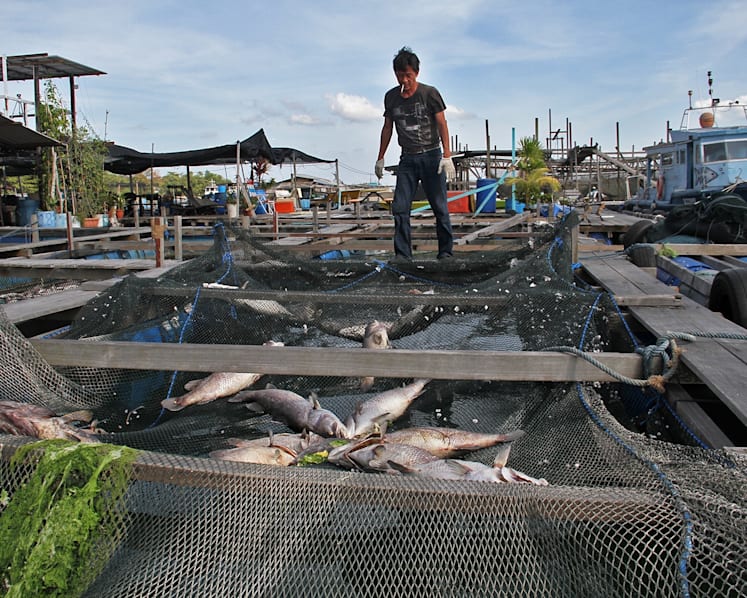 Up to 600 tonnes of fish lost to algal bloom: AVA