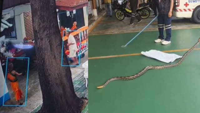 徒手捉蟒遭咬缠颈 泰国僧侣当场昏倒