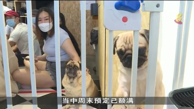防疫措施松绑 宠物咖啡馆及交流活动业者接更多预定