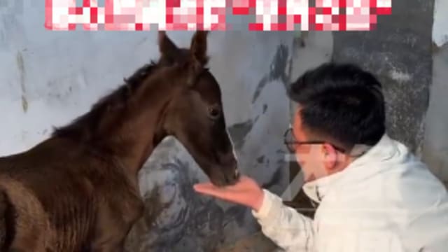 母马怀孕未被察觉 中国马主一觉醒来多了一匹马