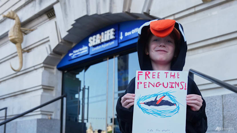 'It's un-British': lawmakers raise concerns about aquarium penguins