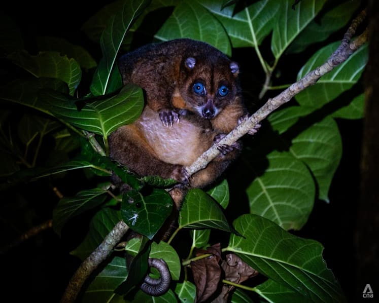 How one Indonesian village turned from hunters into guardians of a rare blue-eyed marsupial