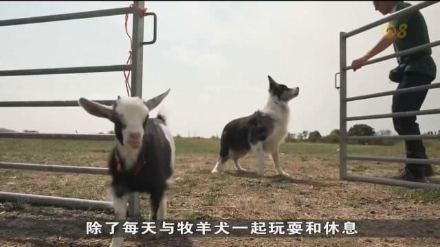 英国一只被遗弃的小山羊 长大后当起“牧羊员”