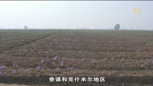 气候异常和降雨量不足 印度克什米尔藏红花近年来产量锐减