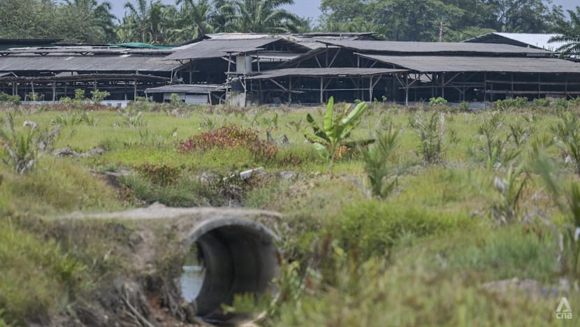 As pig farming in Malaysia’s Selangor turns political, farmers grapple with uncertainty
