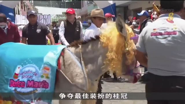 厄瓜多尔一年一度赛驴活动今年大肆回归