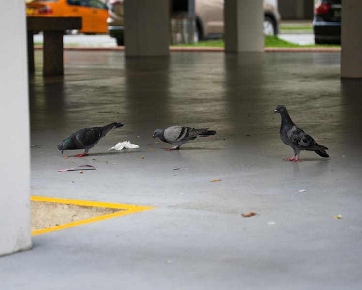 Seniors responsible for half of all illegal bird-feeding cases – what can be done?
