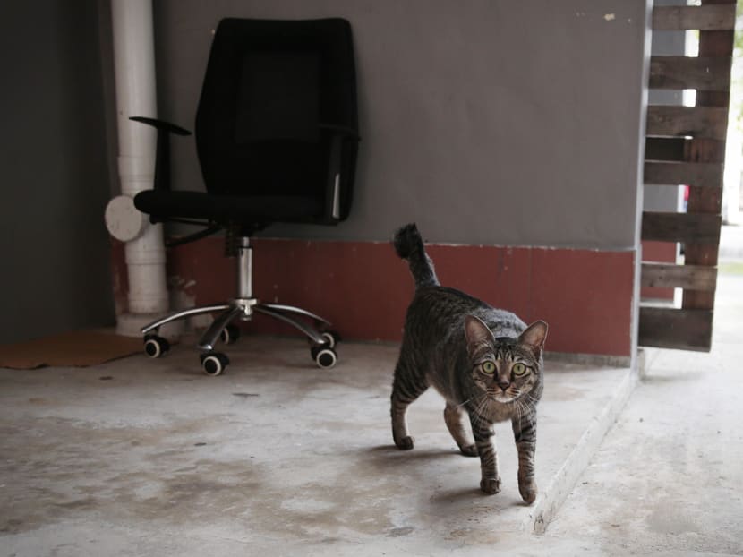 AVS proposes to allow HDB households to own up to 2 cats per flat, reversing 34-year ban