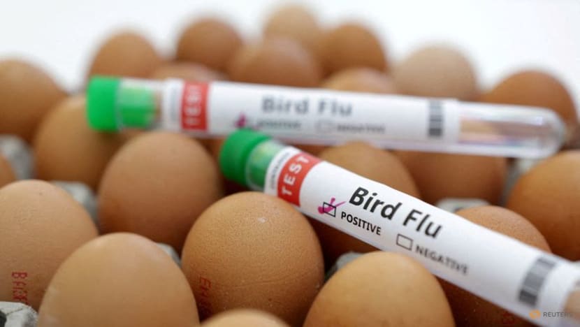 Australia reports first human avian flu infection Australia reports first human avian flu infection
