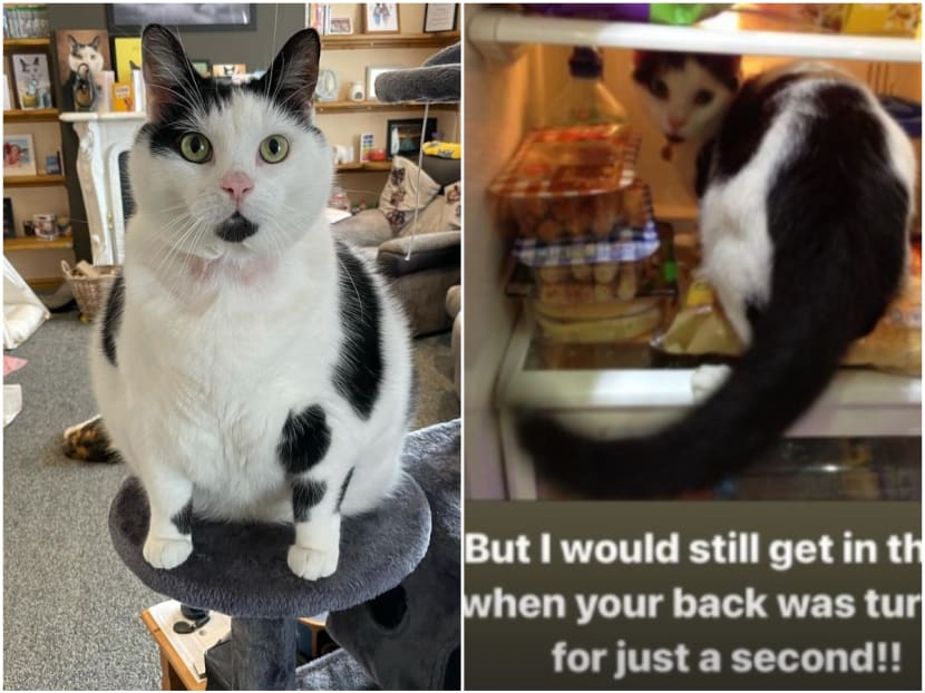 Ms Sara Matthews had to install childproof locks on her fridge and cupboards to make sure her pet cat Keith doesn’t steal any food.