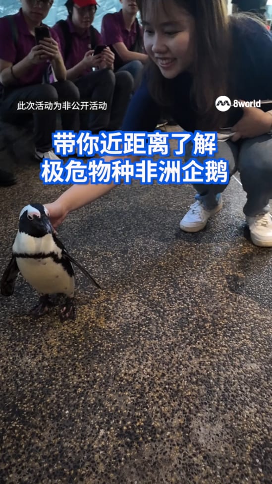 助力保育与公众教育 Singlife领养动物园内极危非洲企鹅