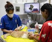 AVS to launch public consultation on proposed Bill to uplift veterinary standards 
