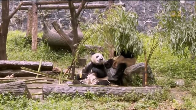 中国重启对美国熊猫外交 21年来首次再有大熊猫入美