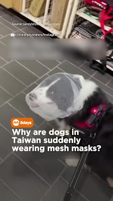 Pet owners are saying these mesh masks will keep their furkids saf But not everyone agrees #8dayssg #8dayssgtrending #pets #dogs #sgtrending 