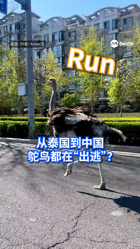 20260408 TH China Run
