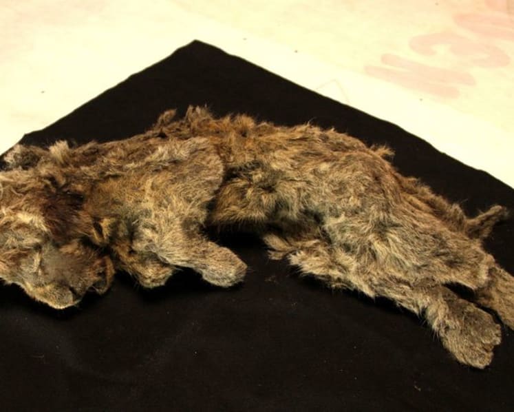 Genome study shows what made the extinct Ice Age cave lion unique