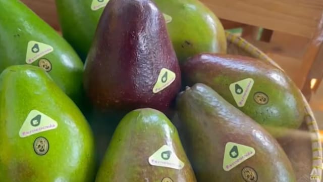 马国沙巴州牛油果崛起 从热带果园迈向海外市场