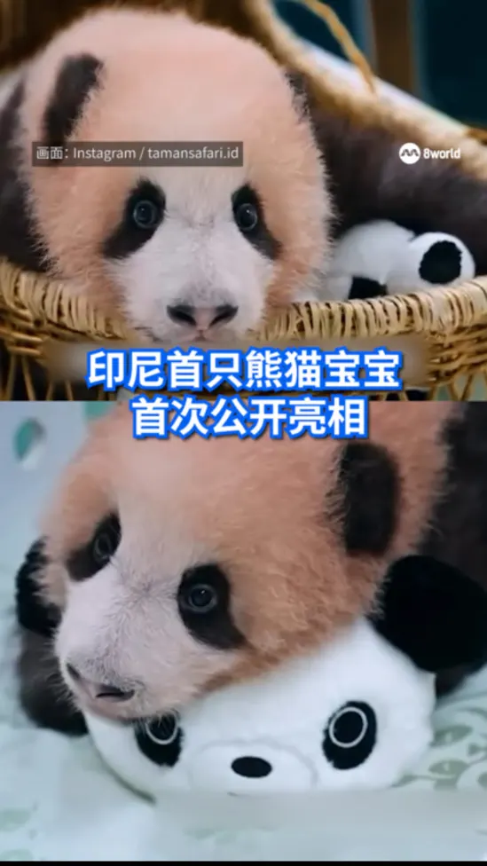 印尼首只熊猫宝宝首次公开亮相