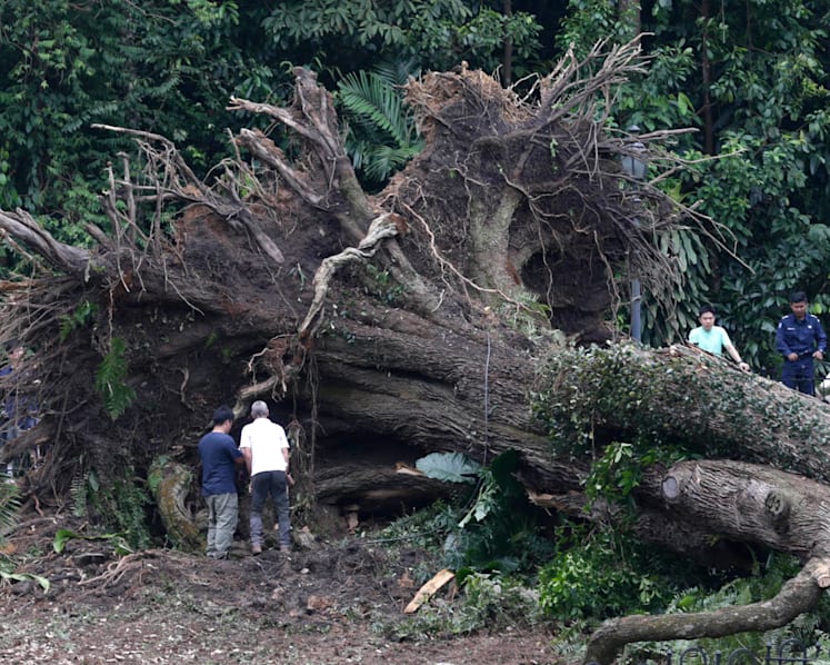Fallen Tembusu tree at Botanic Gardens kills 1, injures 4