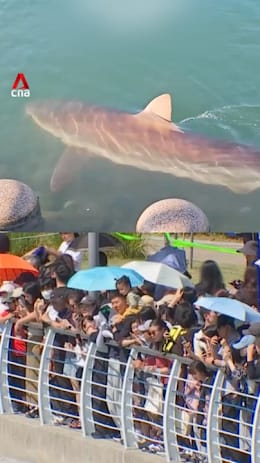 Shark trapped in South Korean canal draws huge crowds 