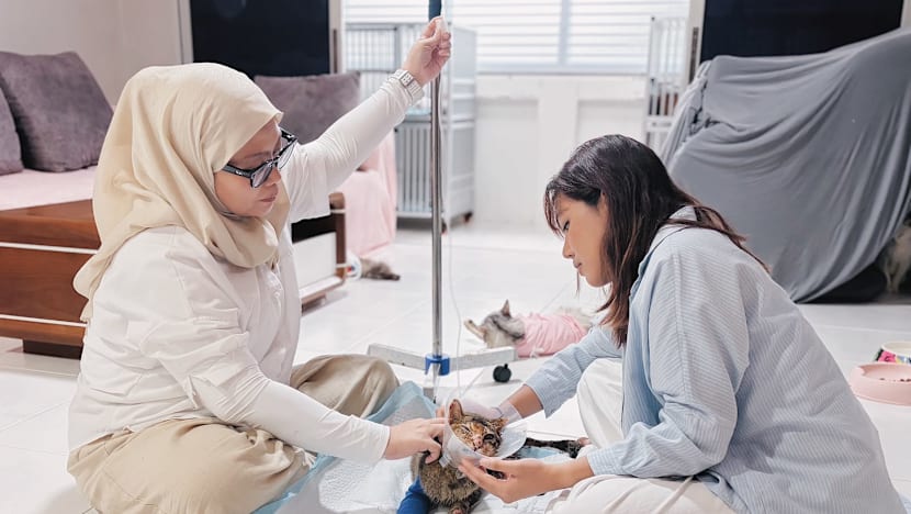 Had bilangan kucing cetus kebimbangan, penjaga sementara harap skim perintis diperhalusi