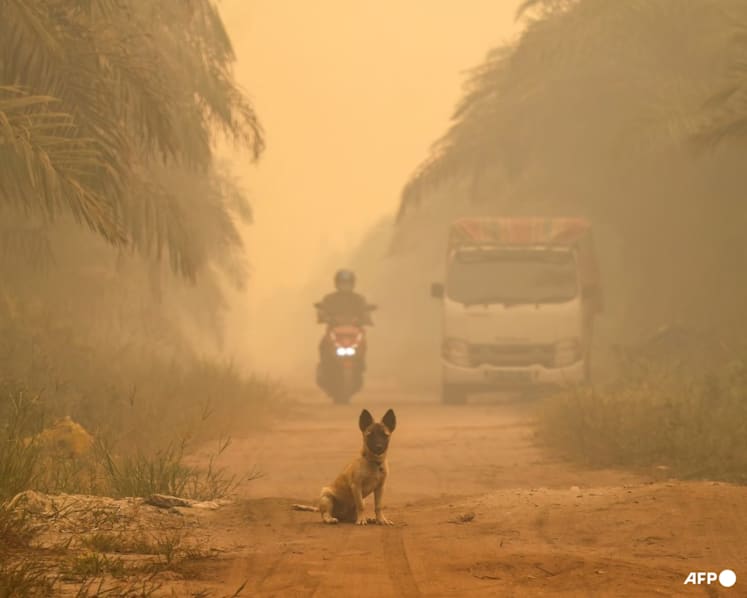‘Hazardous’ levels of air quality in parts of Indonesia’s Borneo