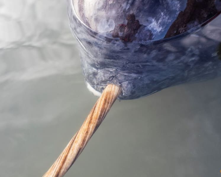 3D X-ray imaging unlocks the secrets of the narwhal's spiral tusk