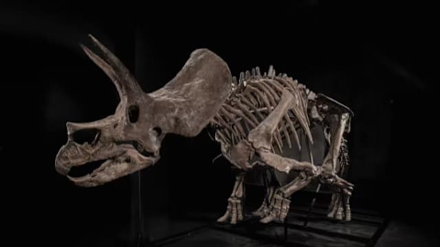 本地收藏家以707万元拍卖恐龙化石 引发争议