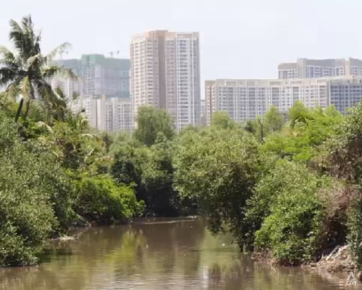 Mumbai's mangroves under threat as city pushes ahead with major infrastructure projects