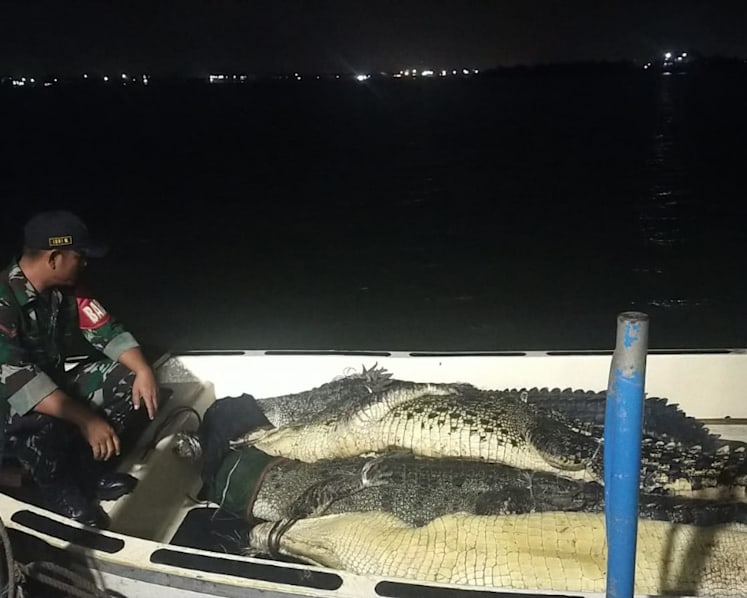 Batam farm’s escaped crocodiles: 34 caught so far, say Indonesian officials 