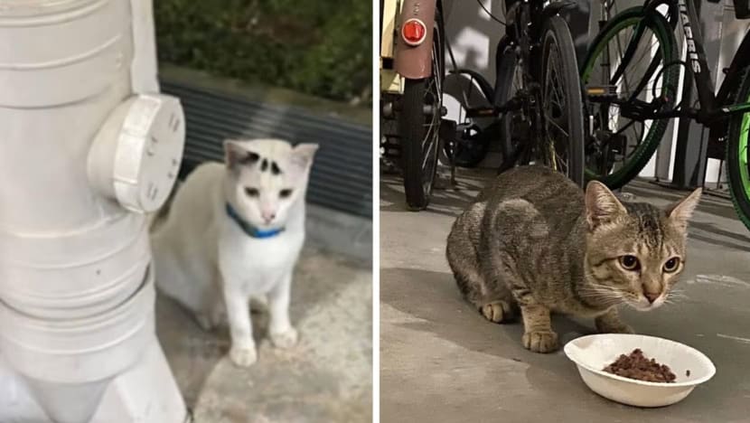 Kematian kucing di Yishun, Punggol mungkin akibat kemalangan; tiada bukti perbuatan kejam terhadap haiwan Kematian kucing di Yishun, Punggol mungkin akibat kemalangan; tiada bukti perbuatan kejam terhadap haiwan
