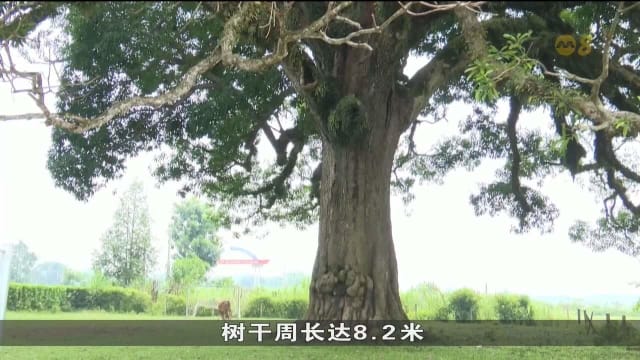 越南河静省800年古树 被列入国家遗产树名录