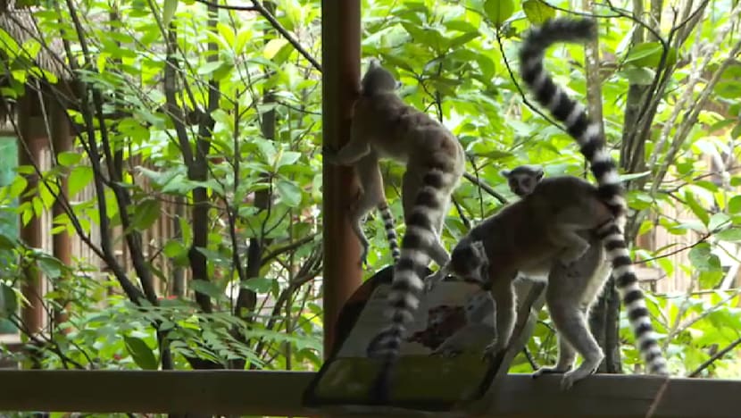 'Rainforest Wild Adventure' dibuka sepenuhnya kepada orang ramai