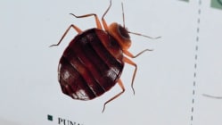 Related article image